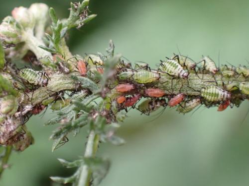 Réf. 325 755 : Macrosiphoniella millefolii
